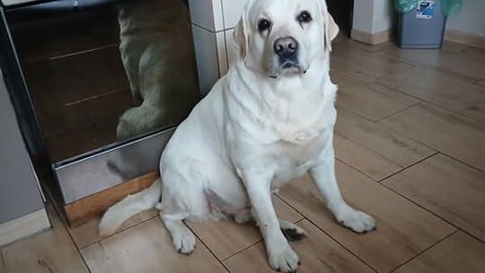 Czteroletni labrador pilnie potrzebuje nowego domu.