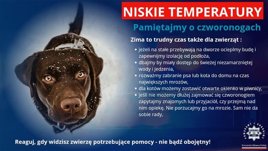 Dbajmy zimą o naszych czworonożnych przyjaciół!
