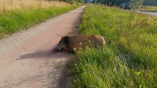 Dziki wchodzą do miast!