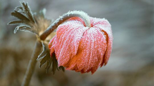 Dziś w nocy możliwe przymrozki