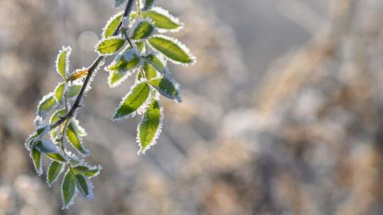 Dzisiaj w nocy możliwe przymrozki do minus 7 stopni