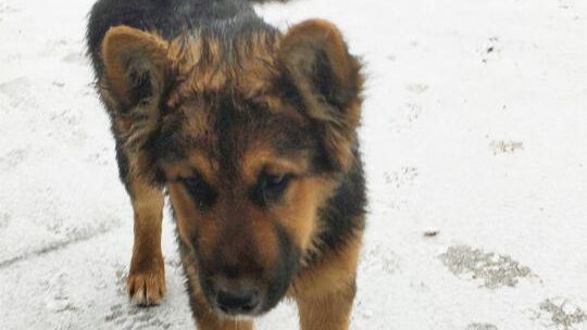 Malechowo: Skradziono owczarka niemieckiego Malechowo: Skradziono owczarka niemieckiego