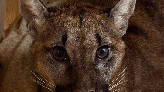 Puma z Polanowa, na razie będzie mieszkać w ZOO w Poznaniu