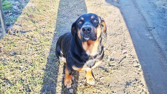 Sławno: Czyj to piesek! Sławno: Czyj to piesek!