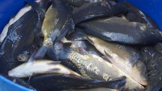 Sławno: Zarybiali karpiami i linami Sławno: Zarybiali karpiami i linami