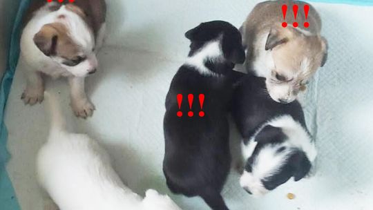 Trzy suczki czekają na adopcję. Urząd Gminy Darłowo apeluje o pomoc!