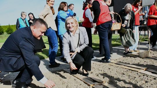 W Darłowie posadzono 400 żonkili w akcji „Pola Nadziei”.