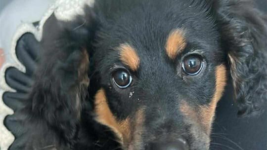 Właściciel pieska jest dalej poszukiwany! Właściciel pieska jest dalej poszukiwany!