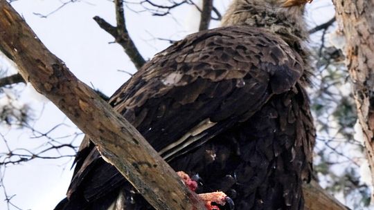 Zgłoszenie o rannym bieliku