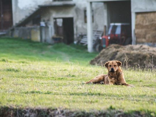 Areszt lub grzywna za nieodpowiednią opiekę nad zwierzęciem