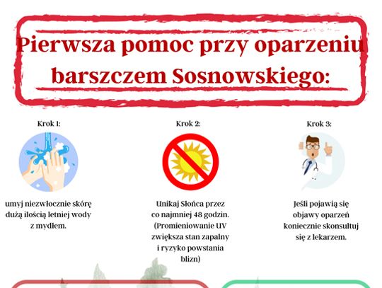 Barszcz Sosnowskiego - pierwsza pomoc przy oparzeniu