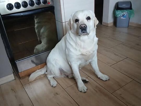 Czteroletni labrador pilnie potrzebuje nowego domu.