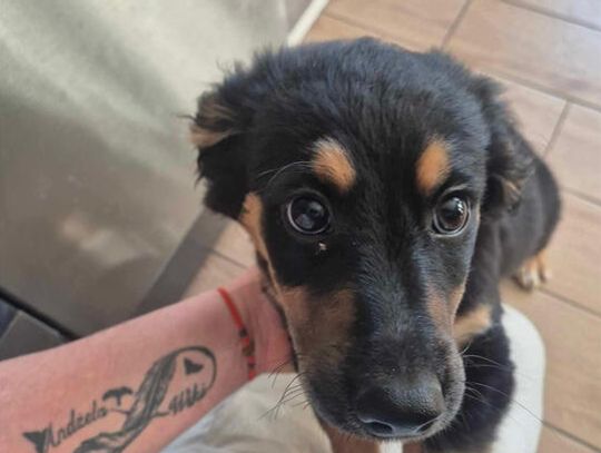 Czyj to piesek? Poszukiwany właściciel czworonoga!