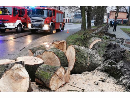 Darłowo: kasztanowiec padł ze starości