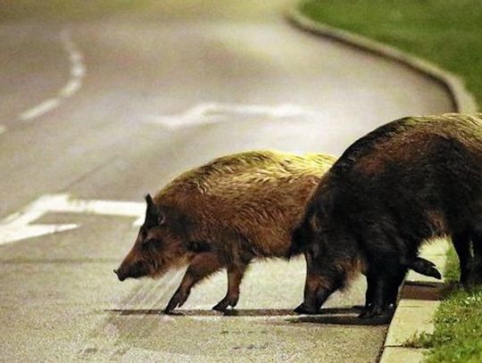 Darłowo: uwaga na dziki