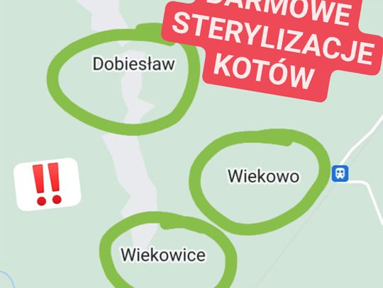 Darmowa sterylizacja kotów