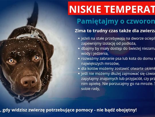 Dbajmy zimą o naszych czworonożnych przyjaciół!