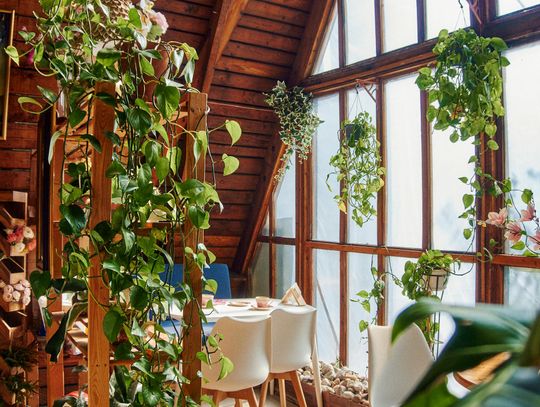 Drabinka do roślin - jak wspierać rozwój pnączy i tworzyć naturalne aranżacje