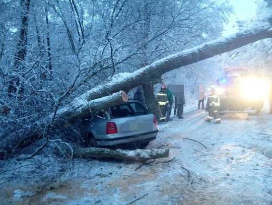 Drzewo spadło na Audi A4