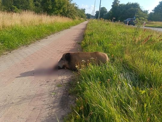Dziki wchodzą do miast!