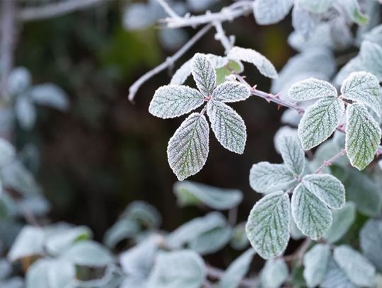 Dziś w nocy temperatura może spaść do -3°C