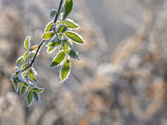 Dzisiaj w nocy możliwe przymrozki do minus 7 stopni