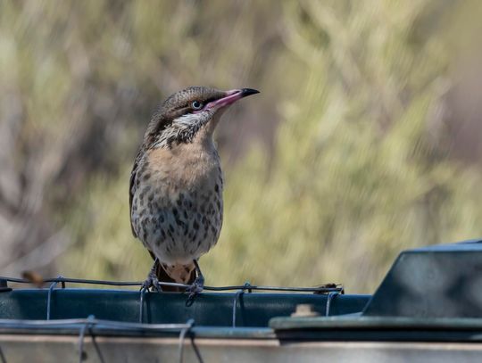 Kiedy i jak stosować dźwiękowy odstraszacz na szpaki?