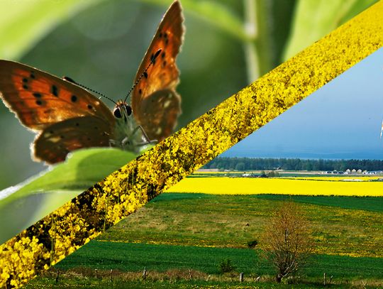 Lubisz fotografować? Pokaż nam wiosnę na zdjęciu