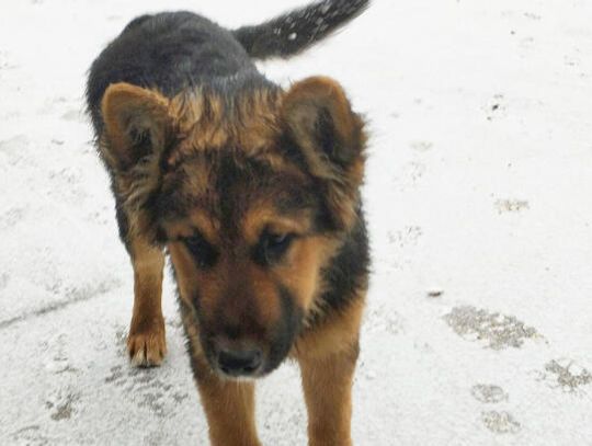 Malechowo: Skradziono owczarka niemieckiego