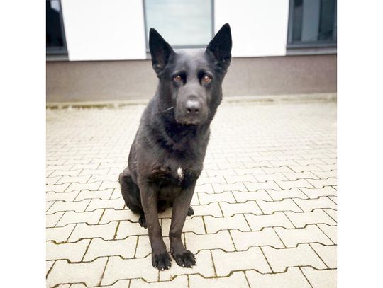 Nabat wytropił pijanego sprawcę kolizji