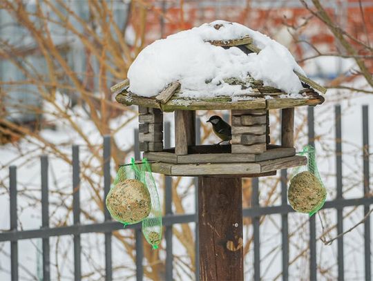 Nie zapominajmy zimą o dokarmianiu ptaków - róbmy to odpowiedzialnie