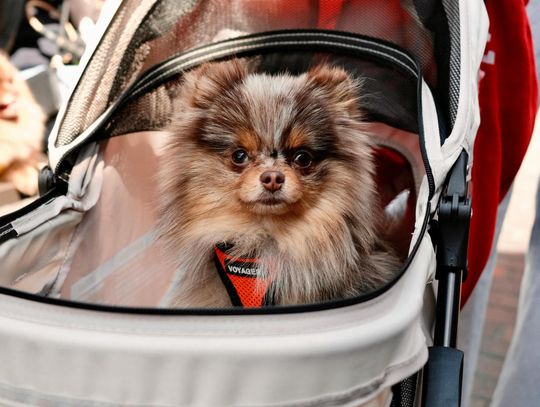 Petrive – gdy mobilność zwierzęcia przestaje być ograniczeniem