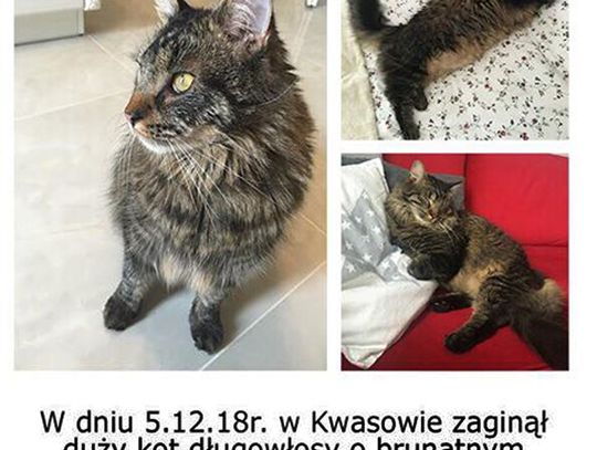 Powiat sławieński: szukamy kota. Nagroda 1000zł | EDIT: ZNALEZIONY!