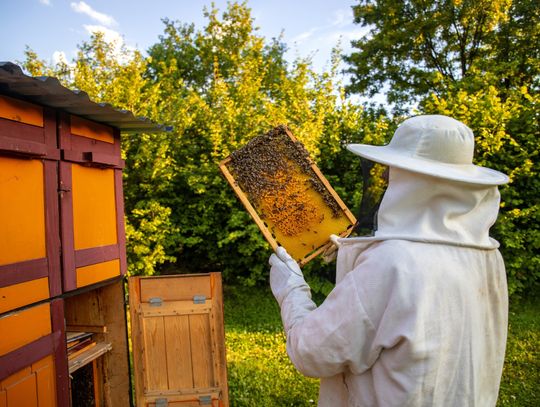 Propolis — jakie są jego najpopularniejsze zastosowania?