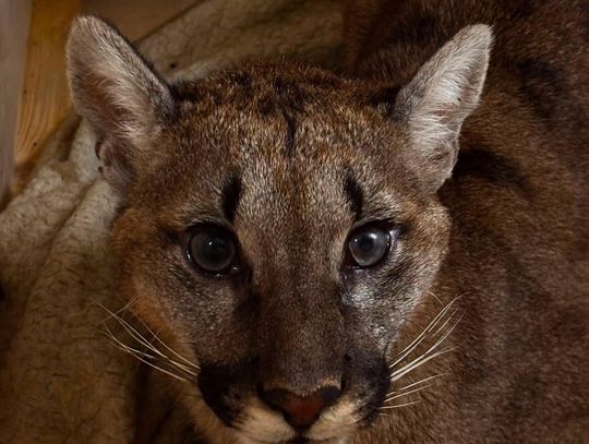 Puma z Polanowa, na razie będzie mieszkać w ZOO w Poznaniu