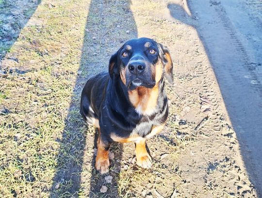 Sławno: Czyj to piesek!