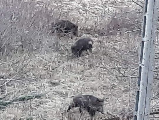 Sławno: dziki grasują na Polanowskiej