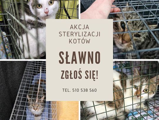 SŁAWNO - sterylizujemy koty ‼️