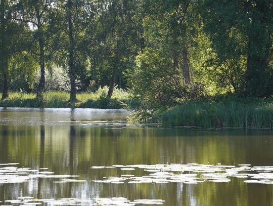 Sławno  Straszy wędkarzy, płoszy kaczki, wyżera narybek.