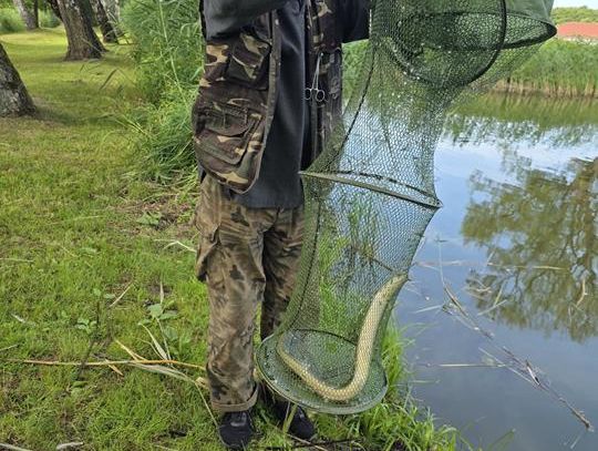 Sławno  Węgorz na wędce