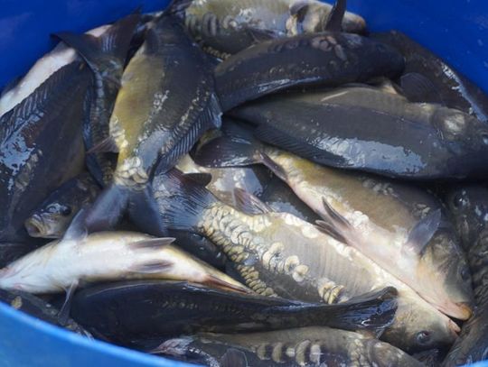 Sławno: Zarybiali karpiami i linami