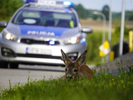 Sławno Zwierzęta wkraczają do miasta - sarenka potrącona na Ogrodowej