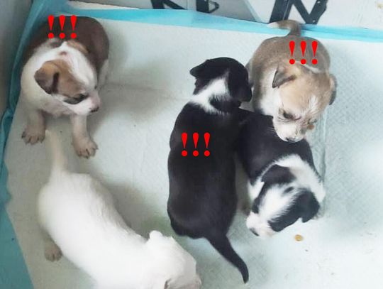 Trzy suczki czekają na adopcję. Urząd Gminy Darłowo apeluje o pomoc!