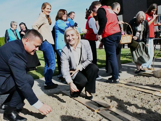 W Darłowie posadzono 400 żonkili w akcji „Pola Nadziei”.