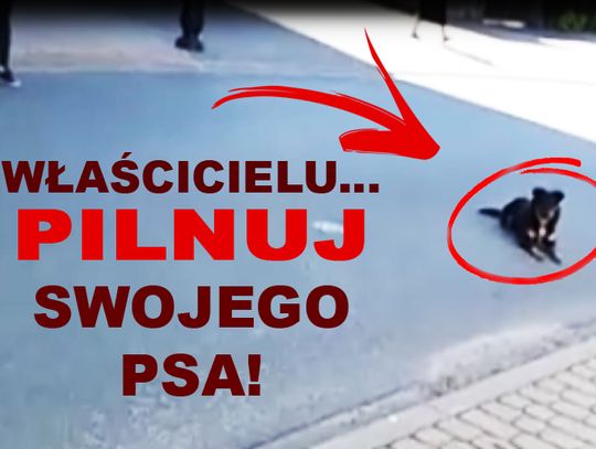 Właścicielu, pilnuj swojego psa!