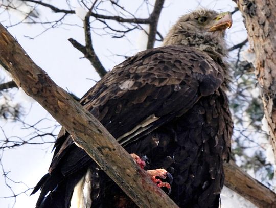 Zgłoszenie o rannym bieliku