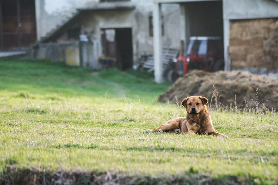 Areszt lub grzywna za nieodpowiednią opiekę nad zwierzęciem