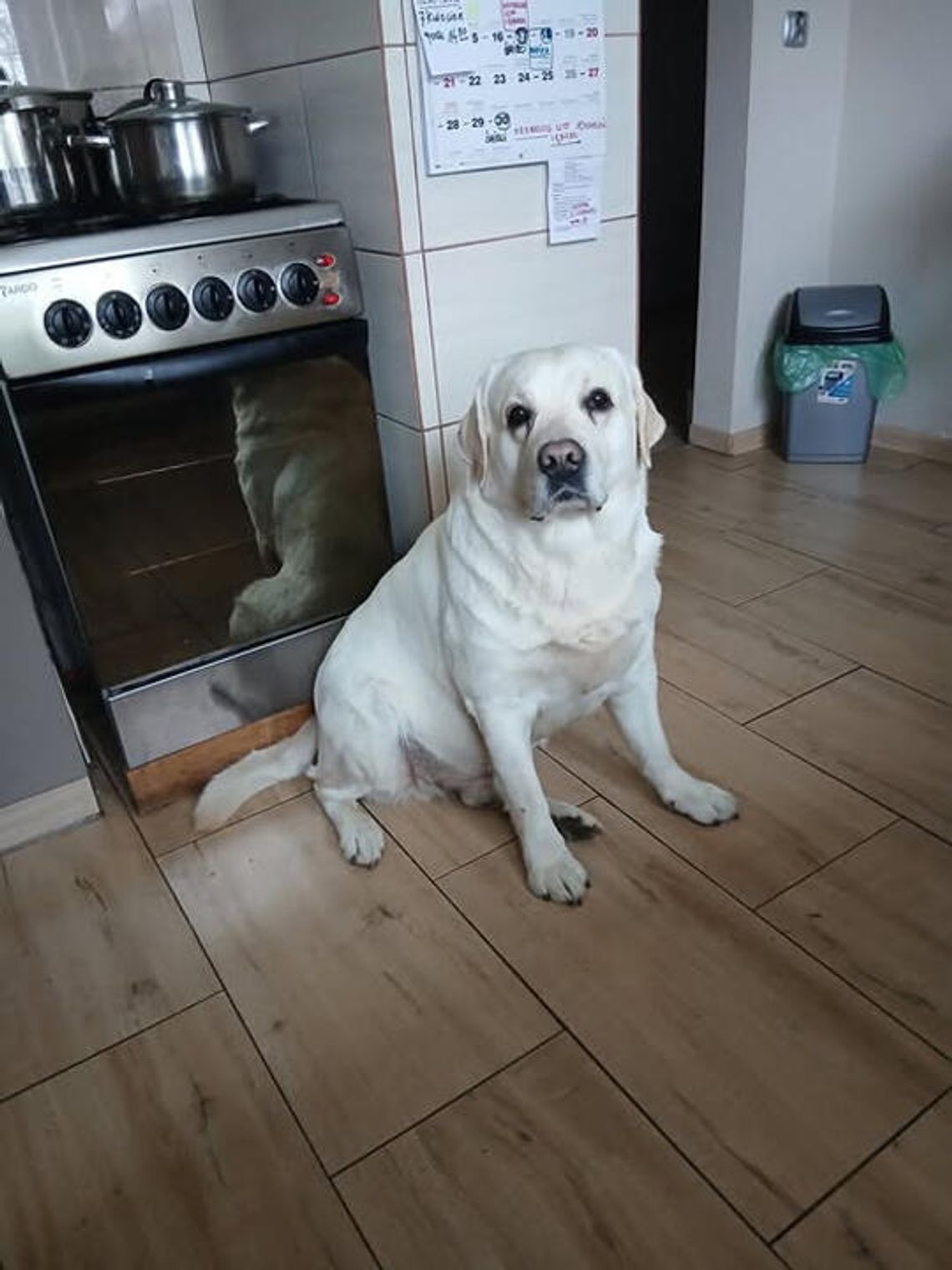 Czteroletni labrador pilnie potrzebuje nowego domu. Czteroletni labrador pilnie potrzebuje nowego domu.