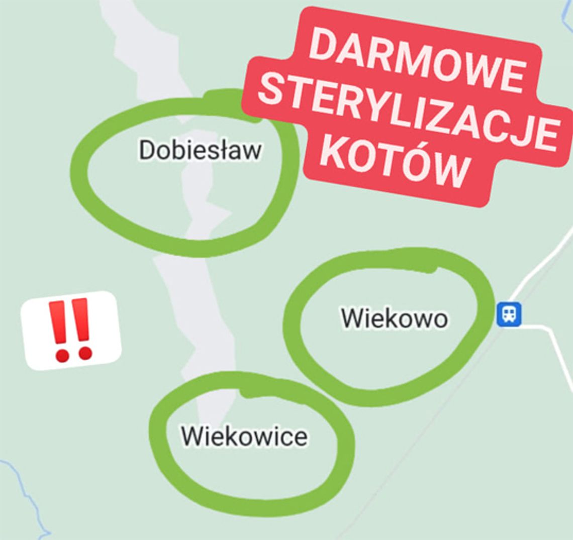 Darmowa sterylizacja kotów