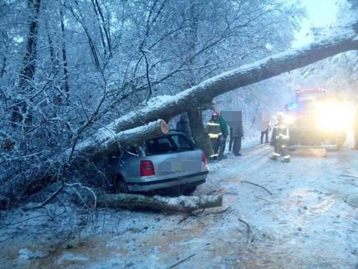 Drzewo spadło na Audi A4